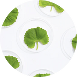 Centella Asiatica